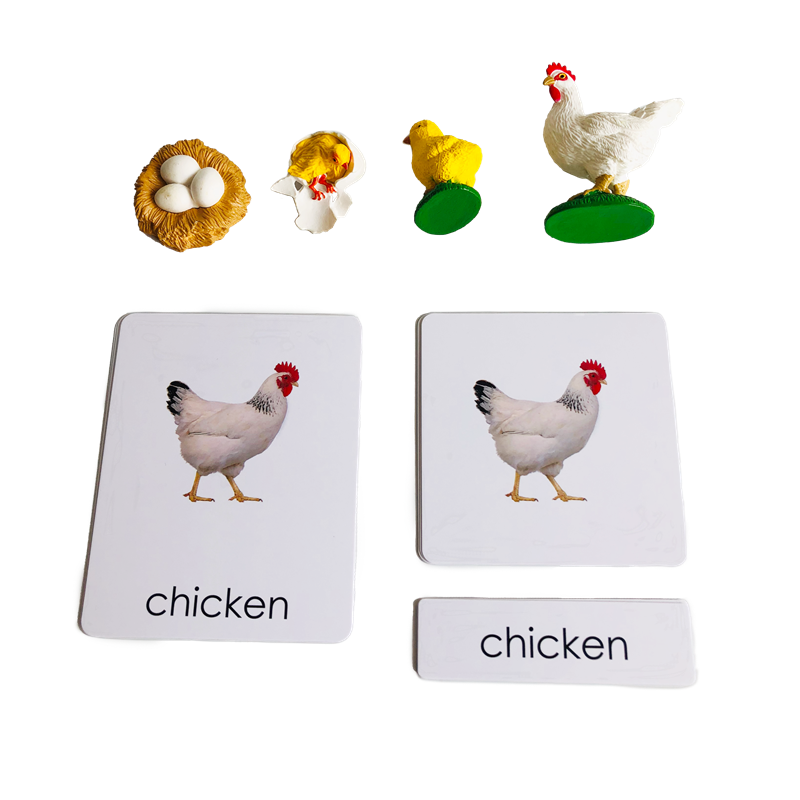 Life Cycle Animals Cards and M - đánh giá và giá Kids Toys Cycle
