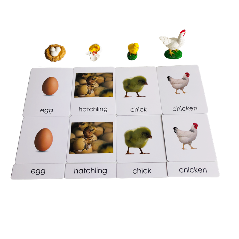 Life Cycle Animals Cards and M - đánh giá và giá Kids Toys Cycle
